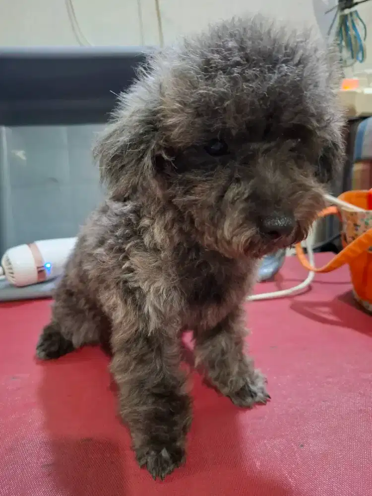 Toy poodle betina brindle silver