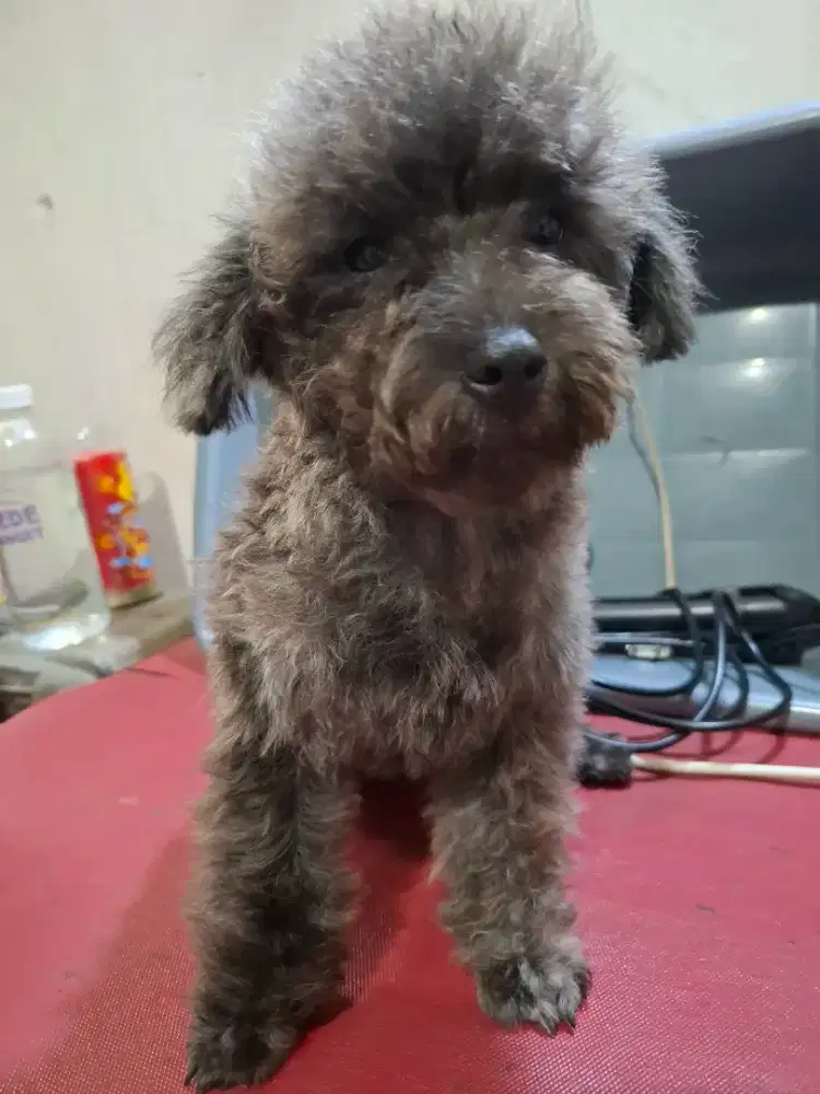 Toy poodle betina brindle silver