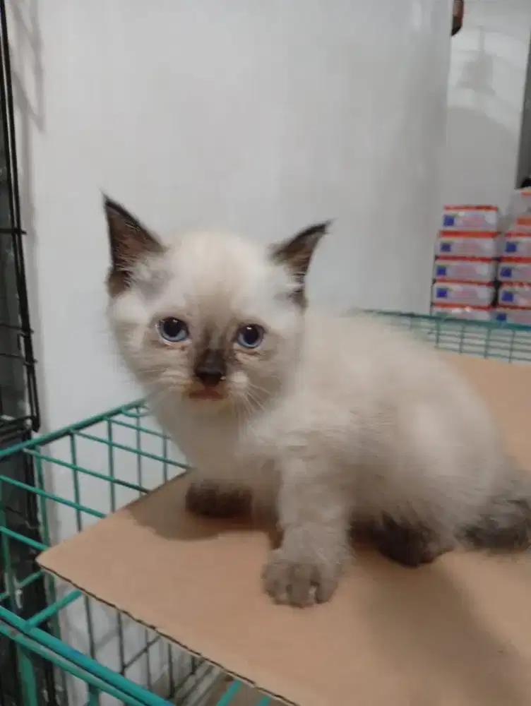 Persia himalaya/siam