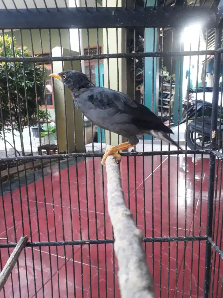 Jalak Kebo sudah Bunyi