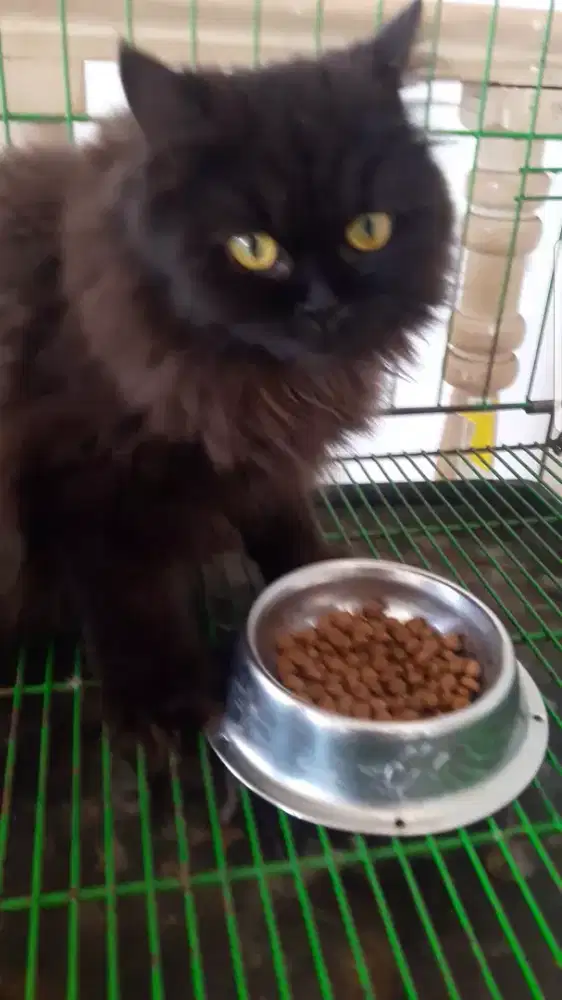 Kucing Betina BSH Long Hair