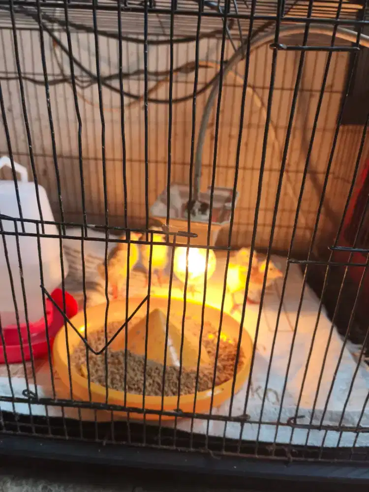 Jual anakan ayam kampung elba