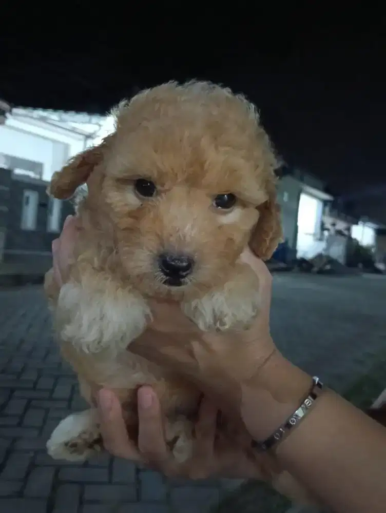 Anakan anjing podle cewe