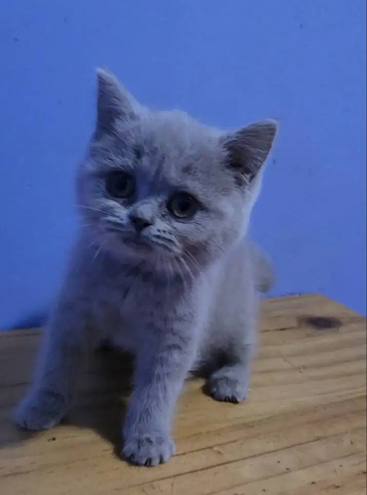 Kucing BSH British Shorthair Betina pure blood
