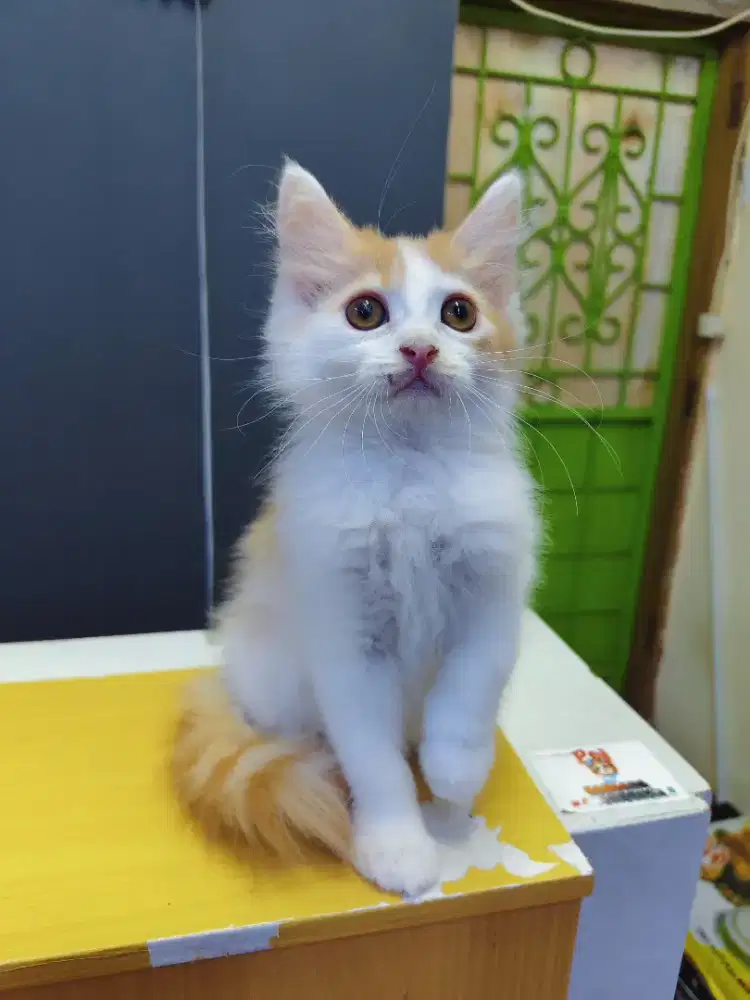 Kitten mainecoon Mix Betina