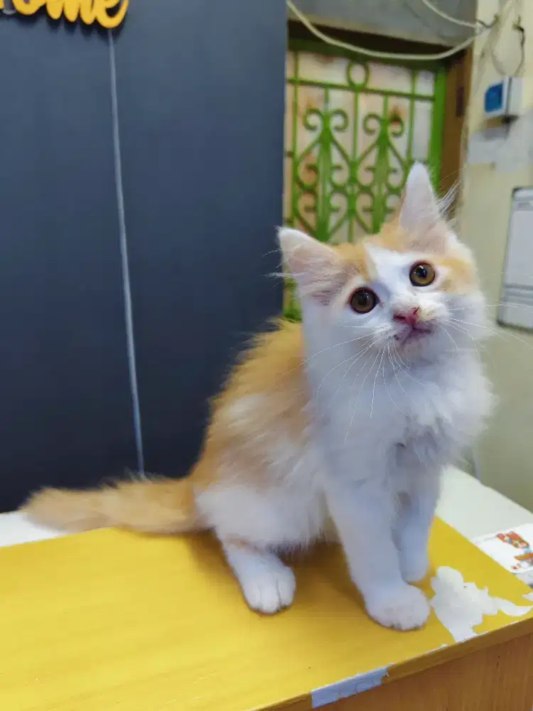 Mainecoon kitten betina mix