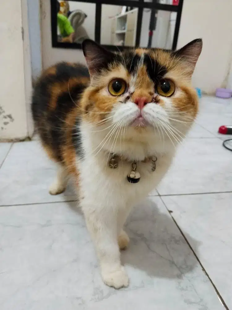 Kucing peaknose jantan