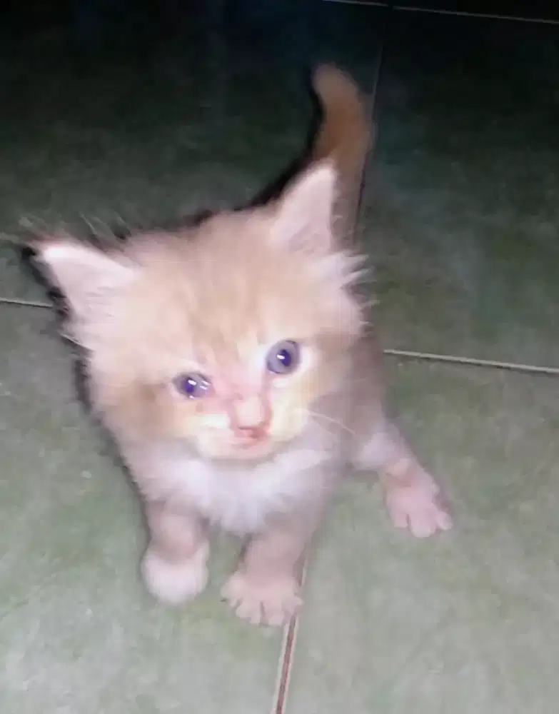 Kitten Persia  2 bulan