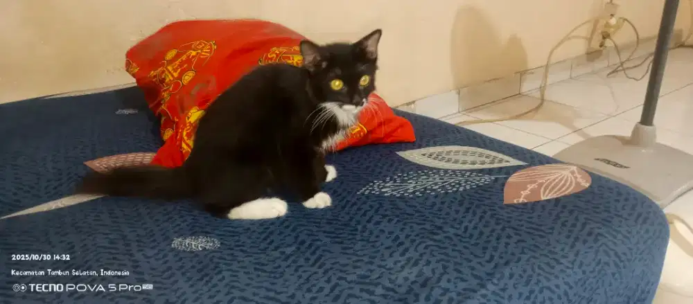 Kitten jantan Persia mix himalaya