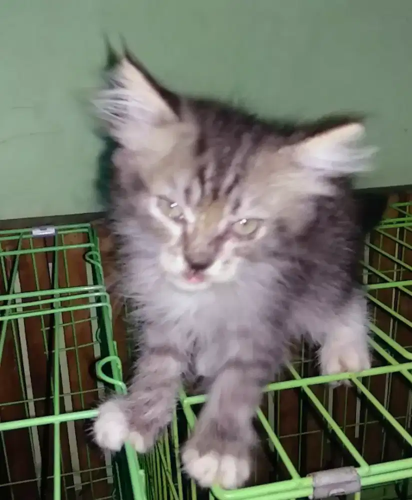 Kitten Persia 2 bulan