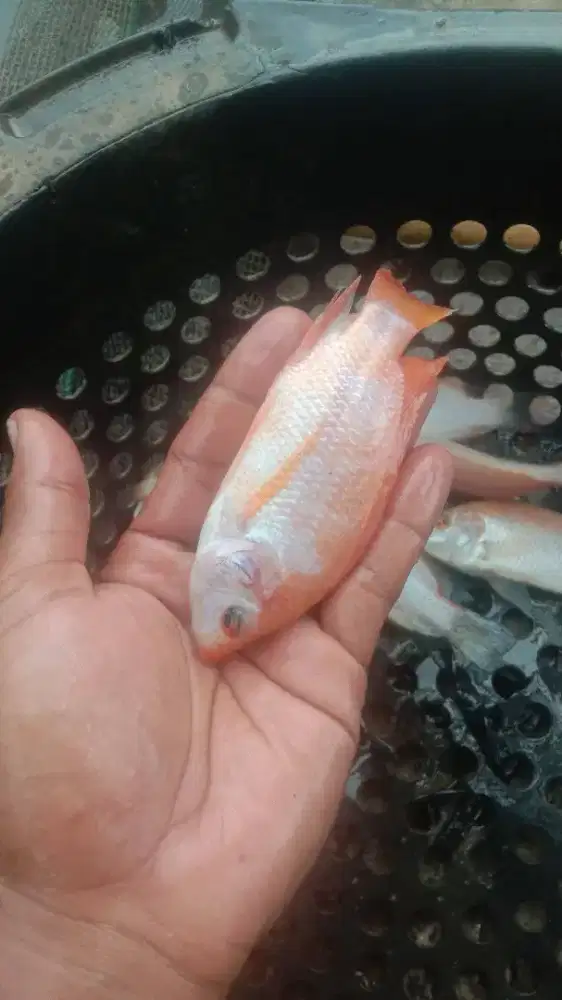 Bibit nila merah ukuran 2 jari