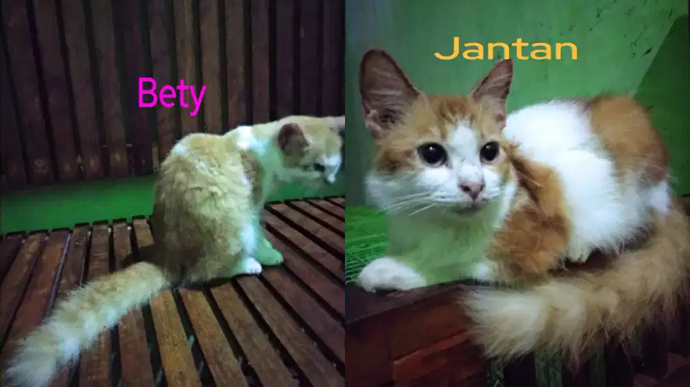 Kucing Mixdom Persia