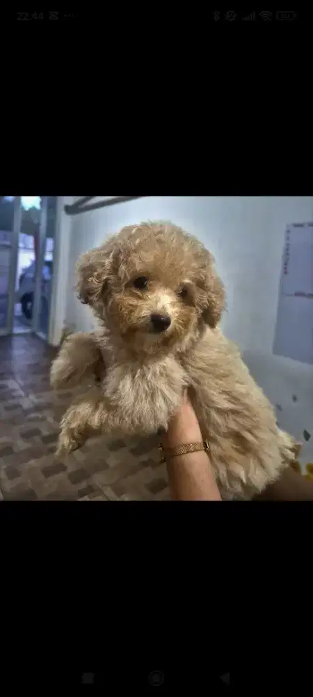 Dijual anakan poodle