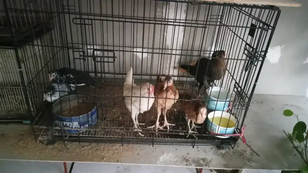 Ayam kampung petelur usia 2 bulan
