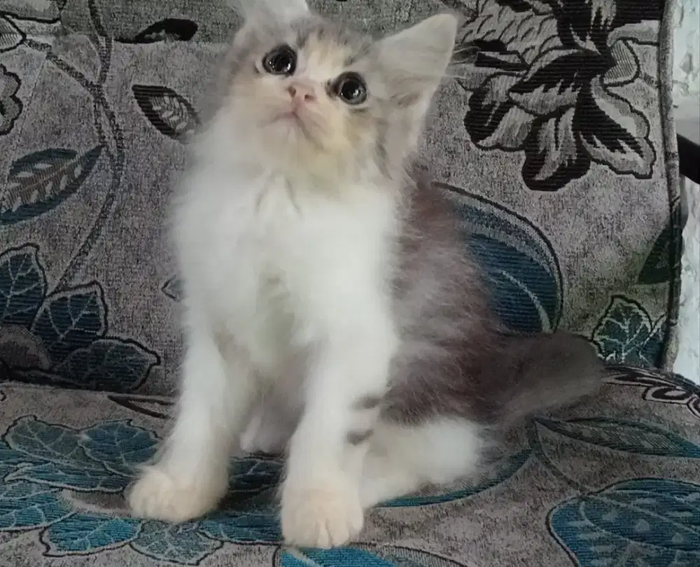 Persia kitten dark grey white