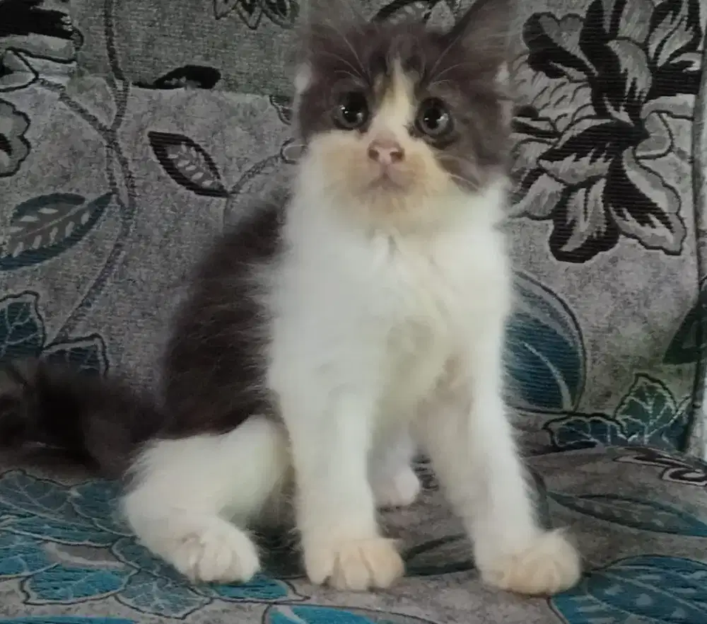 Persia kitten black n white