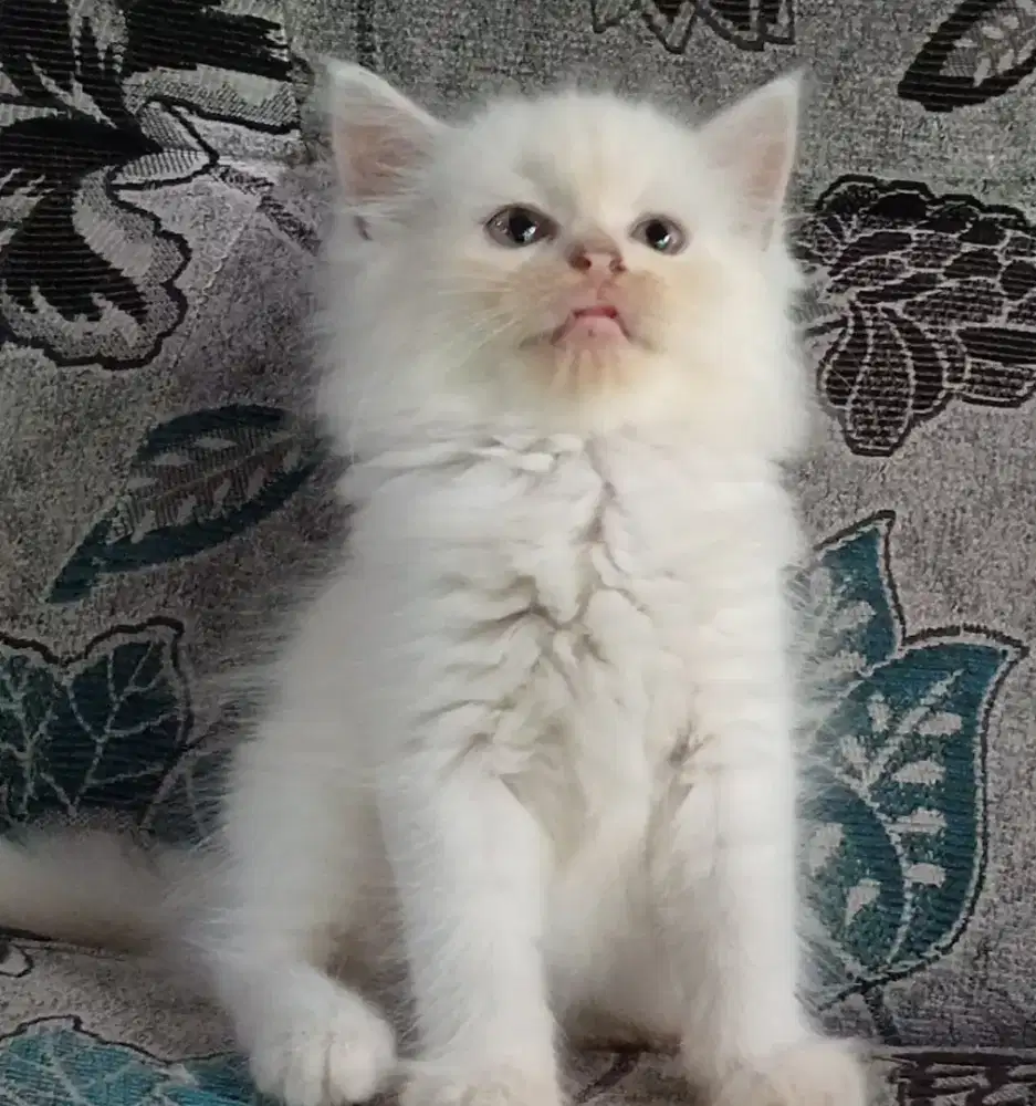 Persia kitten white solid