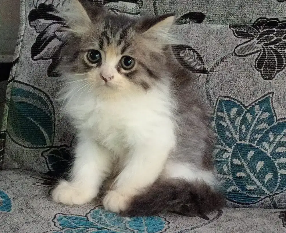 Persia kitten mujaer white