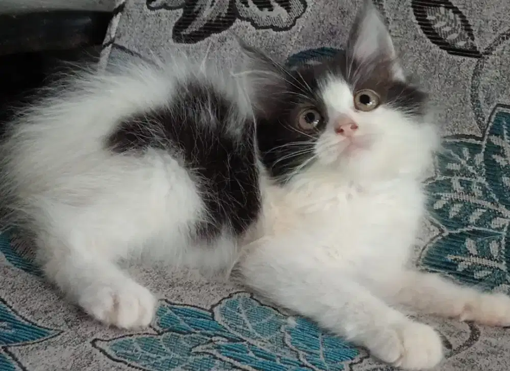 Persia kitten white n black