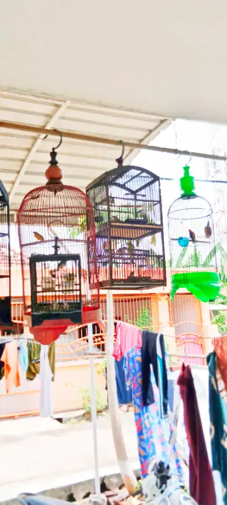 Burung sirpu muda belajar bunyi
