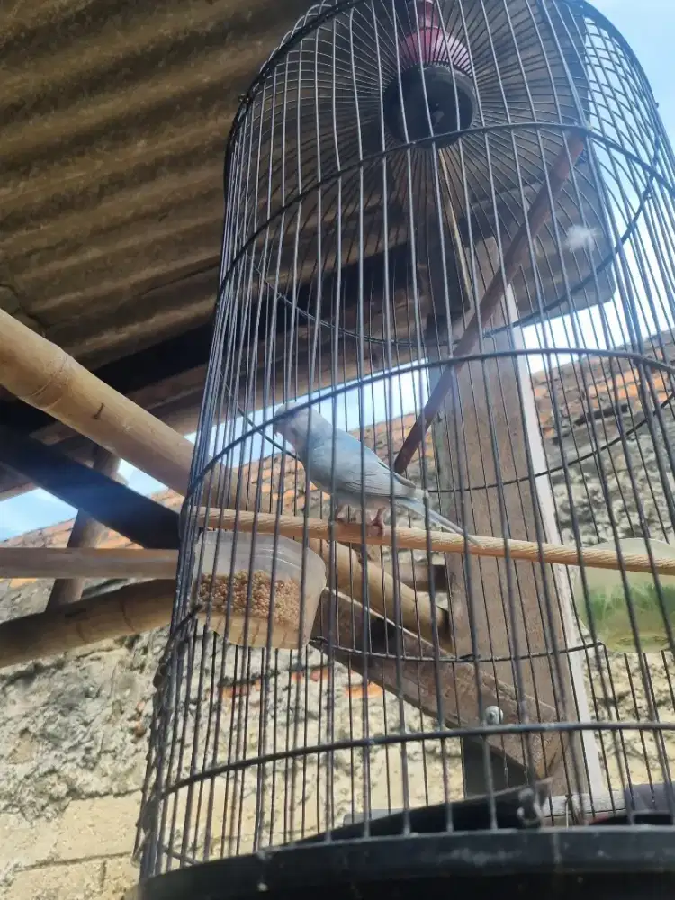 Parkitt Sama kandang