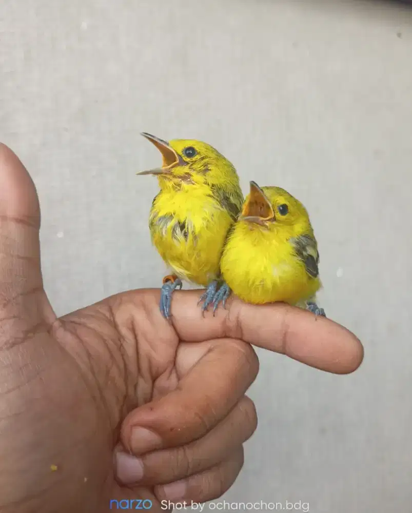 Anakan burung berbagai macam