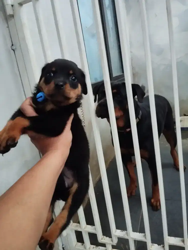 ANAK ANJING ROTWEILER BETINA 100% ASLI