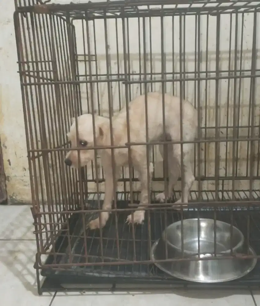 Poodel betina dewasa