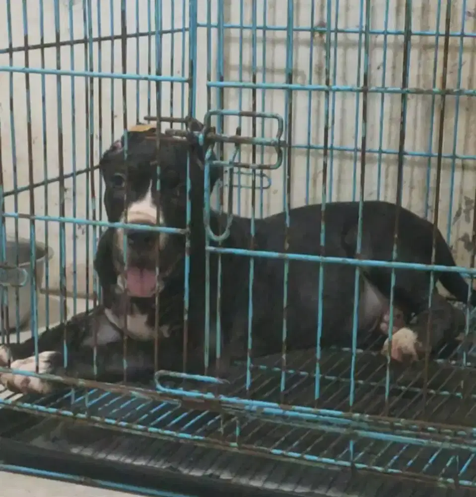 Pitbul jantan Bigsize