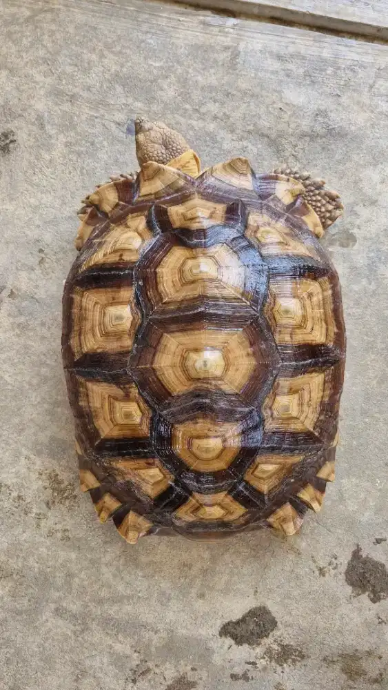 Kura kura sulcata betina 53cm