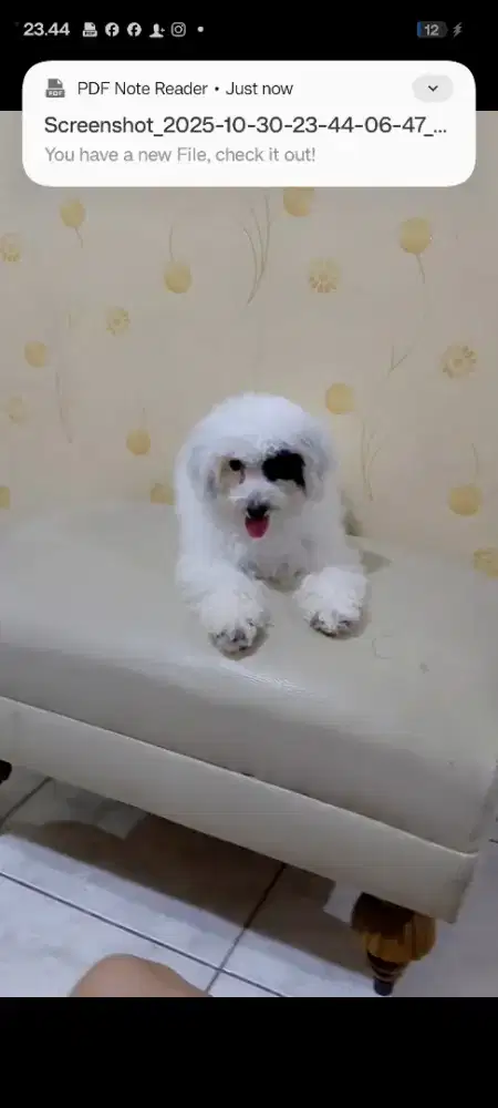 Jual murah saja. Poodle Party jantan usia 5 bulan. Stb, vaksin