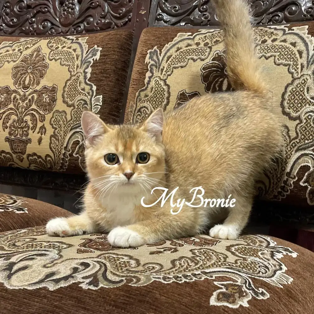 Kucing british shorthair golden betina