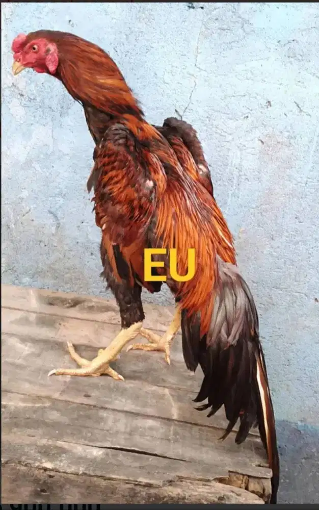 Ayam Bangkok Edisi SHAMO JEPANG PETARUNG