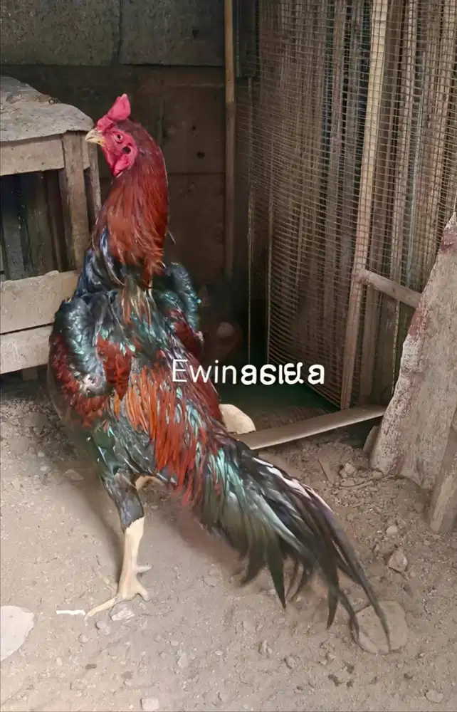 Ayam Bangkok Edisi SHAMO EROPA