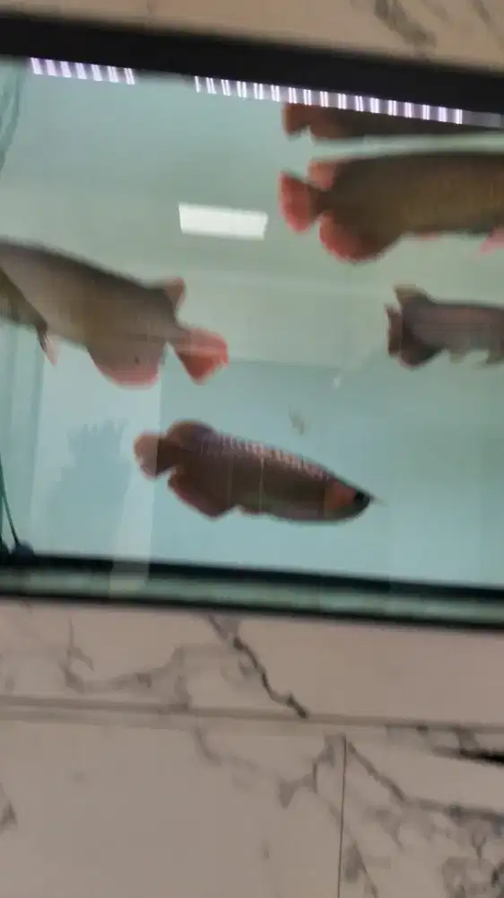 Jasa perawatan ikan di aquarium sama kolam