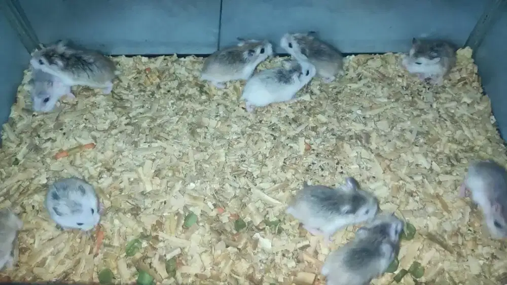 Hamster Roborovski White Face & Brown Face