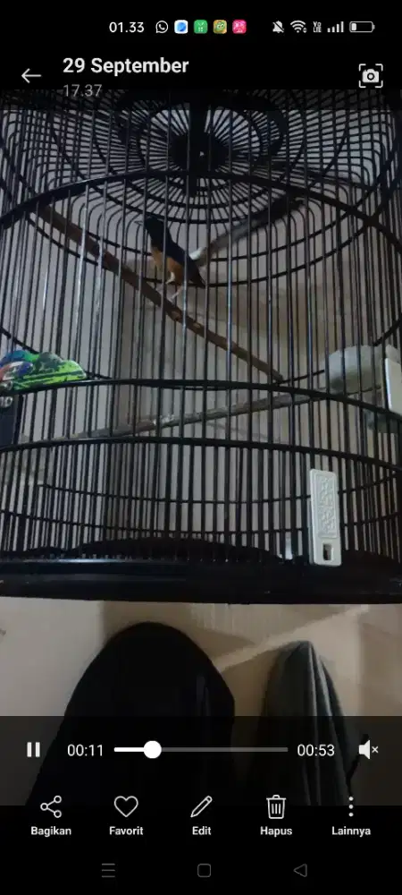 Dijual murai ekor panjang