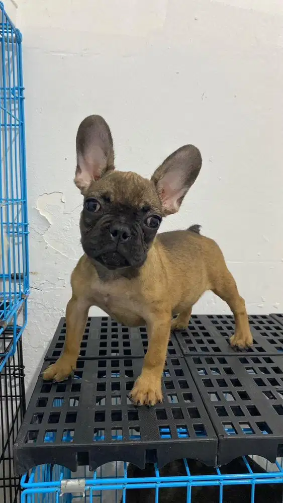 French bulldog betina stambum