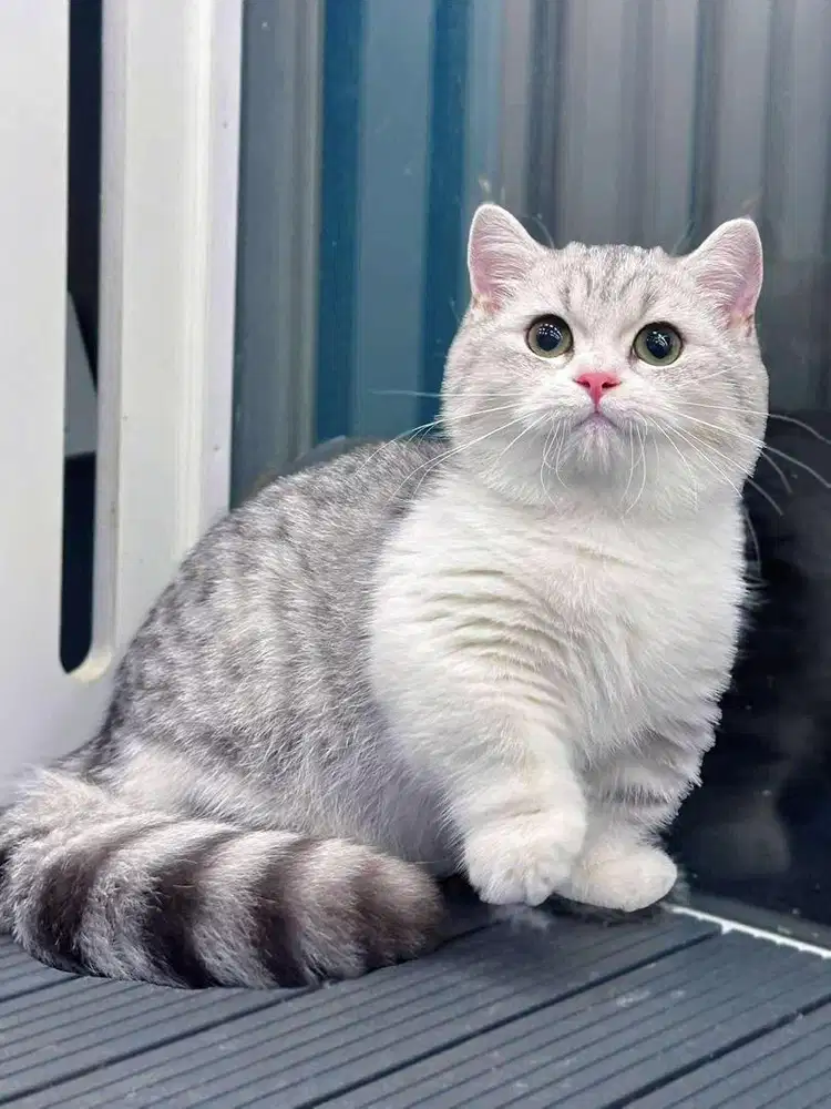 munchkin bsh silver tabby