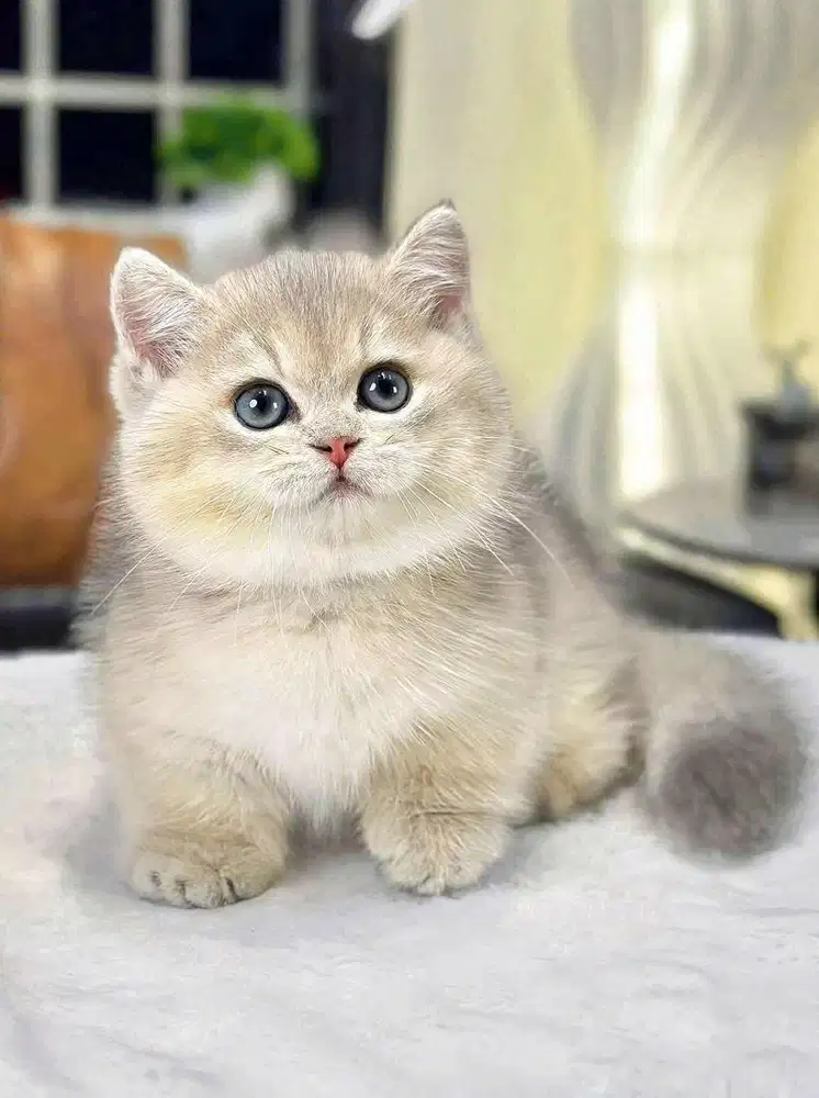 bsh munchkin blue golden