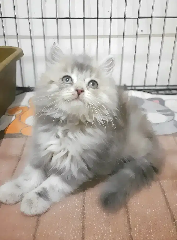 Kucing persia betina