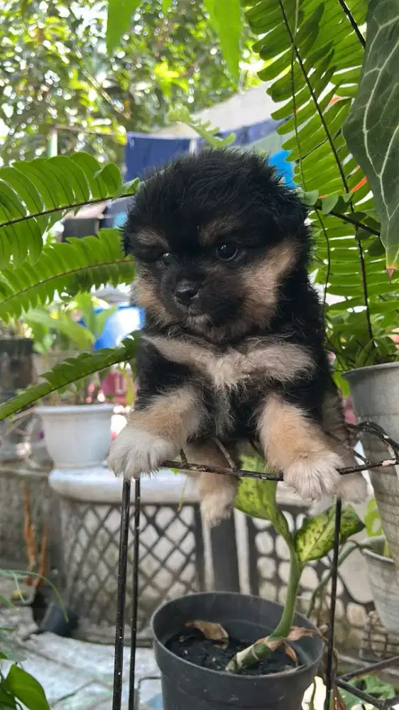 Pomeranian black tan