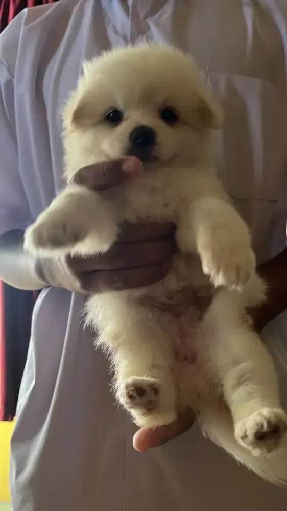 Pomeranian mix Poodle