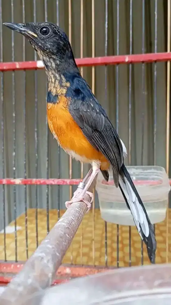 Obral murai trotol jantan super usia 2,5bulan stok ada 5ekor