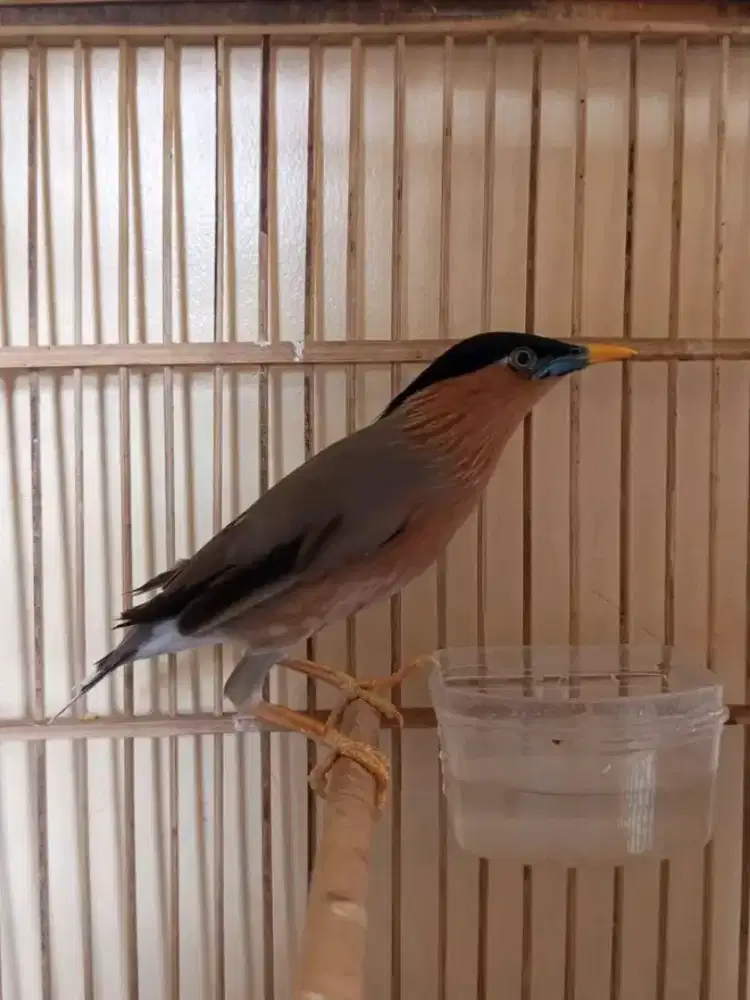 Jalak brahmana/jalak india mulus purtotal rajin bunyi