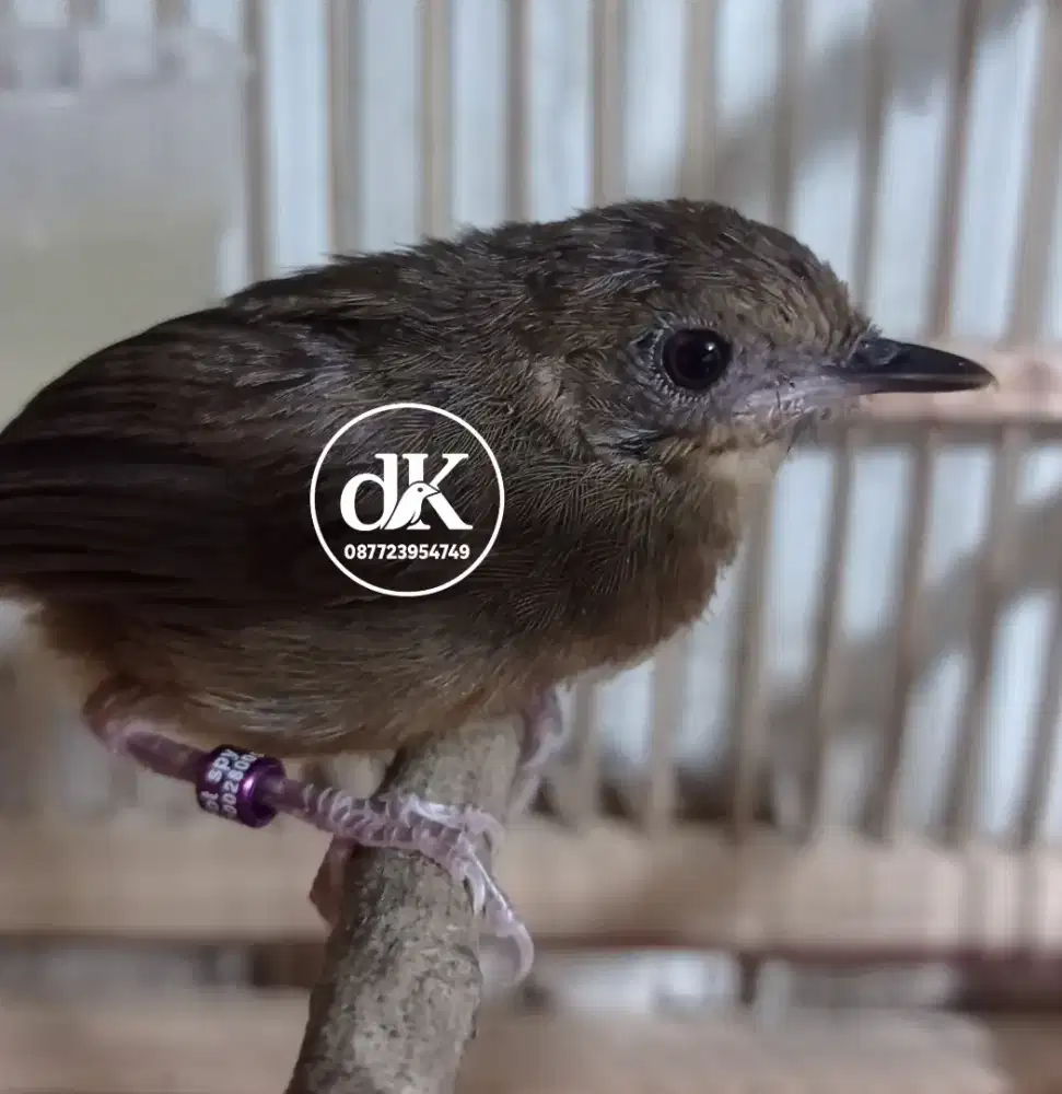 Wambi Mini ternakan Betina