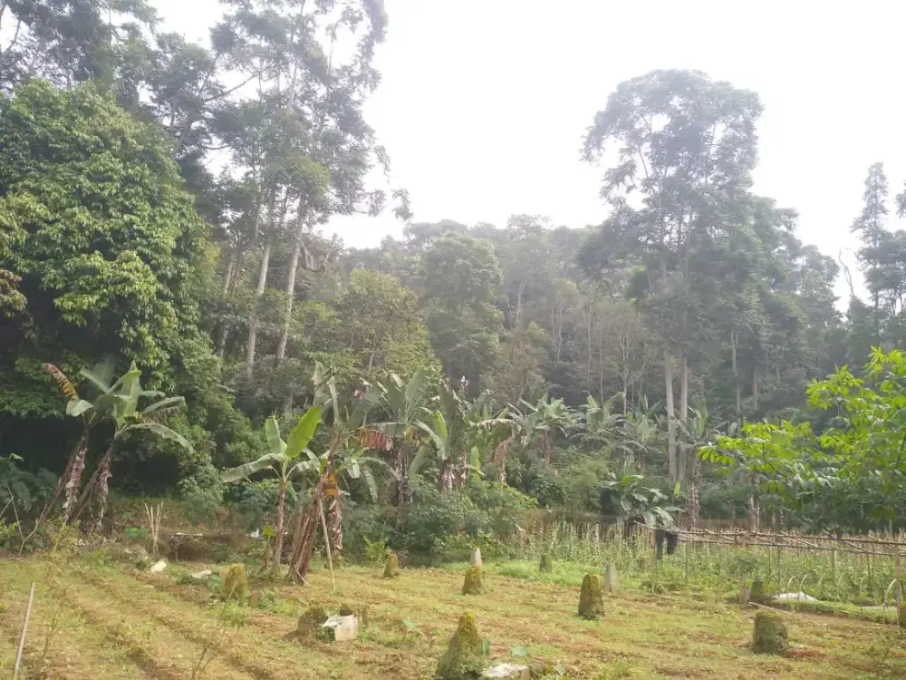 Jual tanah darat yg subur