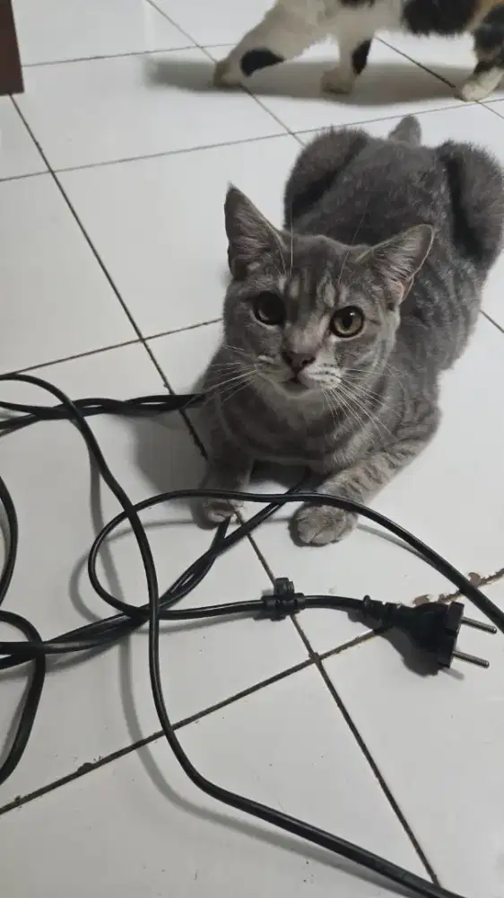 British shorthair BSH 5bulan Jantan