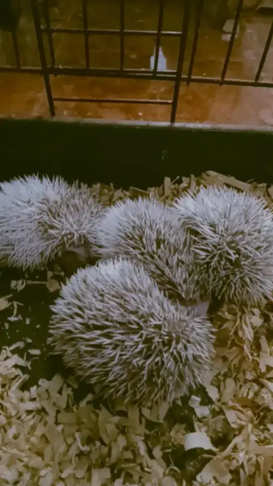 Jual Landak mini satu set keluarga,Jantan Betina dan 4 anak