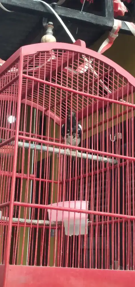 Anis kembang/ pungklor gacor 1700k nego